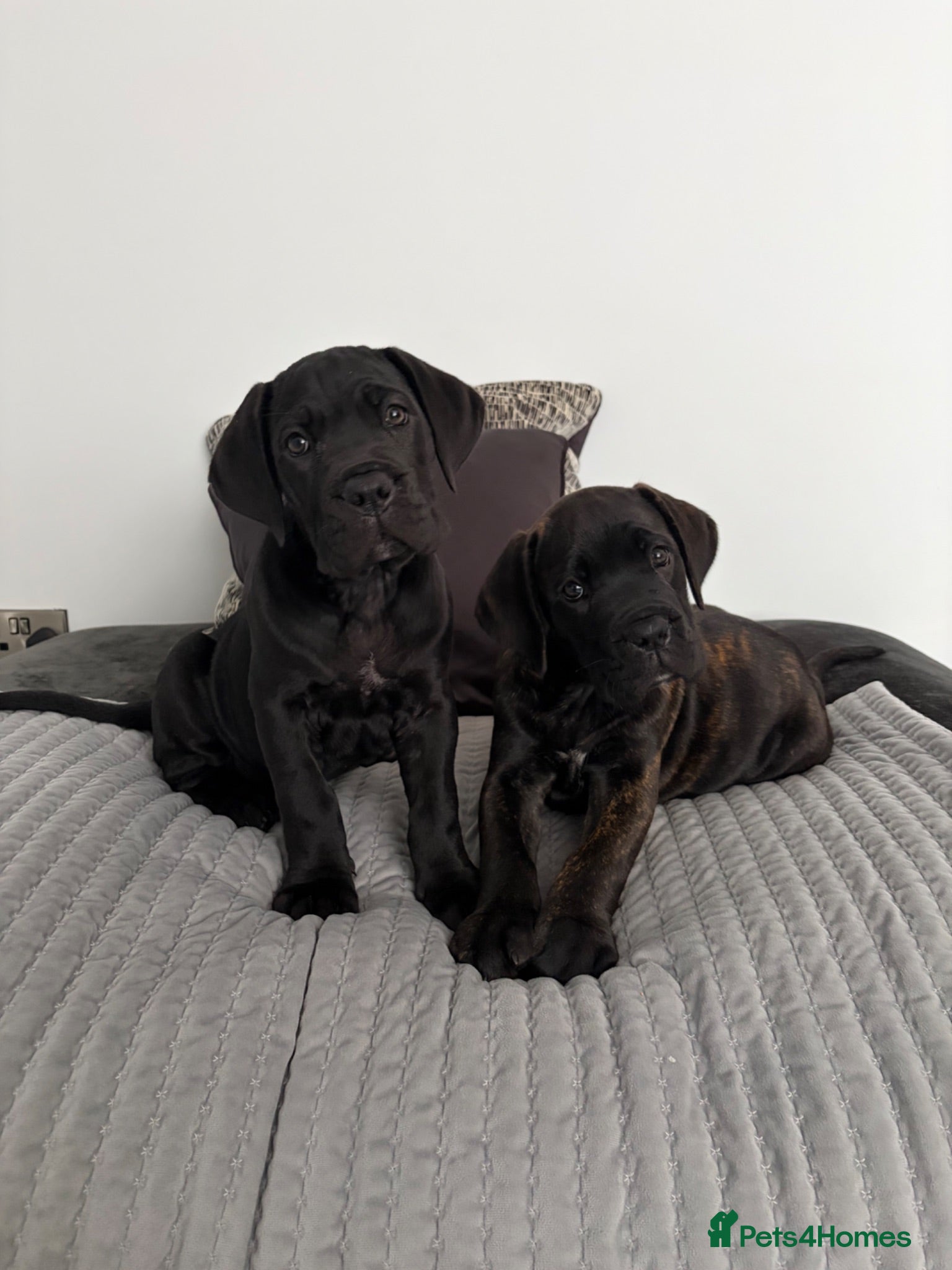 Cane Corso dogs Ready to collect Exceptional Cane Corso puppies   - Advert 1