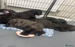 Cane Corso dogs for sale: READY REDUCED CANE CORSO - Image 9