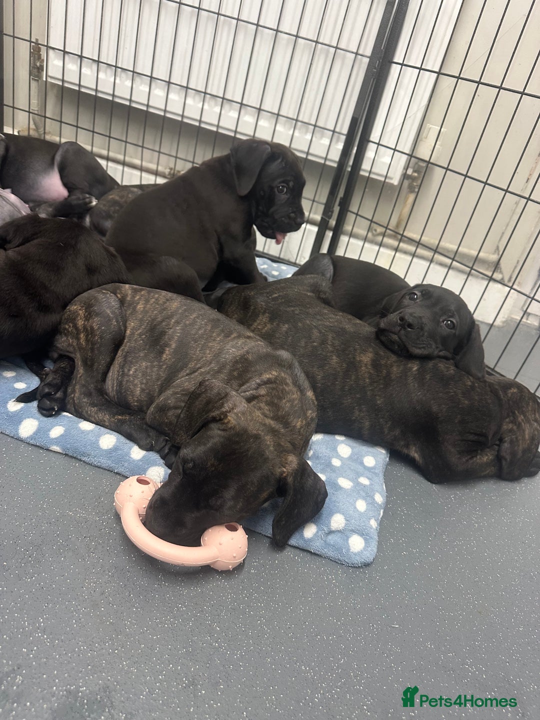 Cane Corso dogs for sale: READY REDUCED CANE CORSO - Image 9