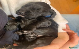 Sprocker dogs for sale: Gorgeous sprocker spaniel puppies  - Image 8
