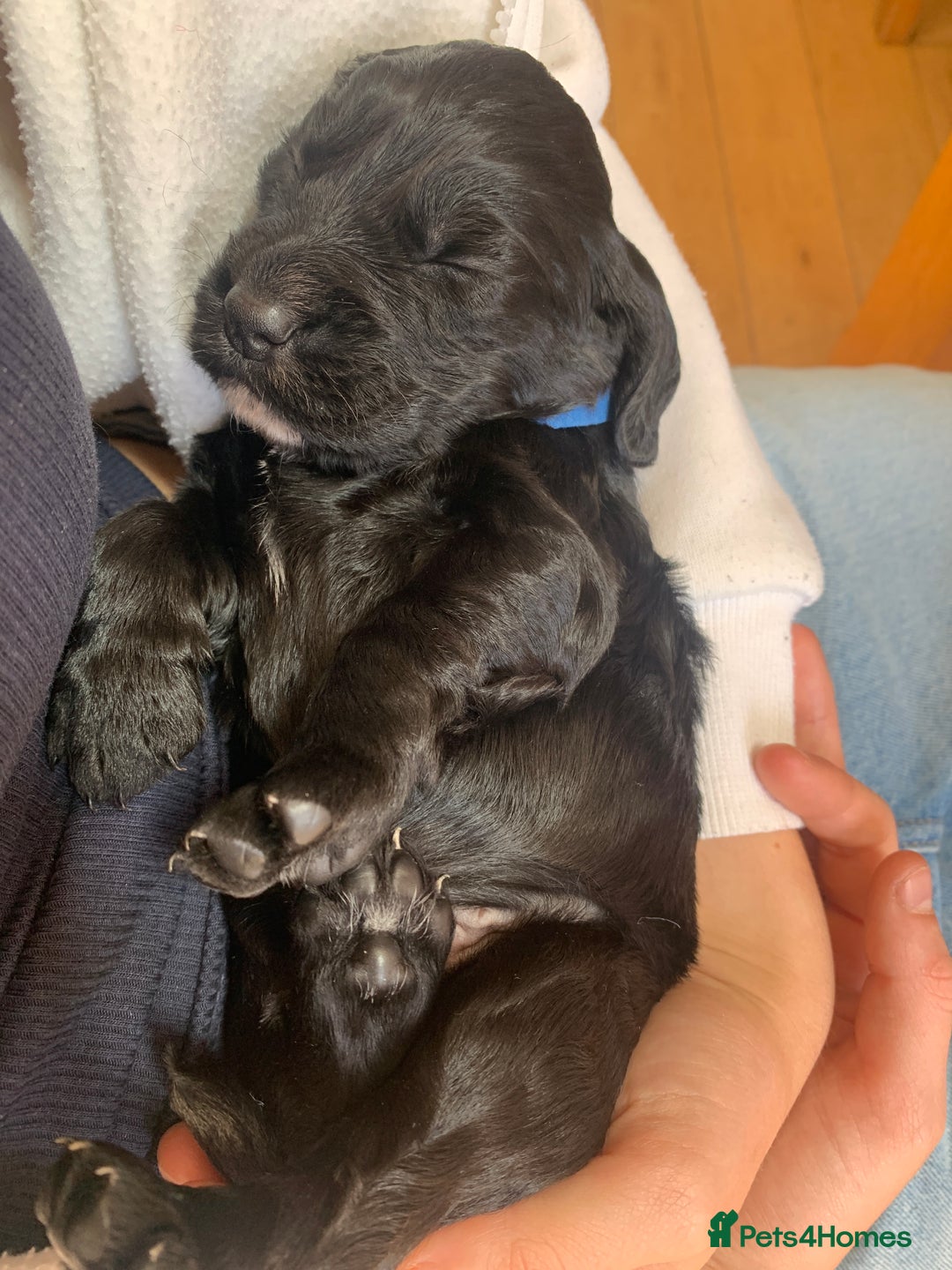 Sprocker dogs for sale: Gorgeous sprocker spaniel puppies  - Image 8
