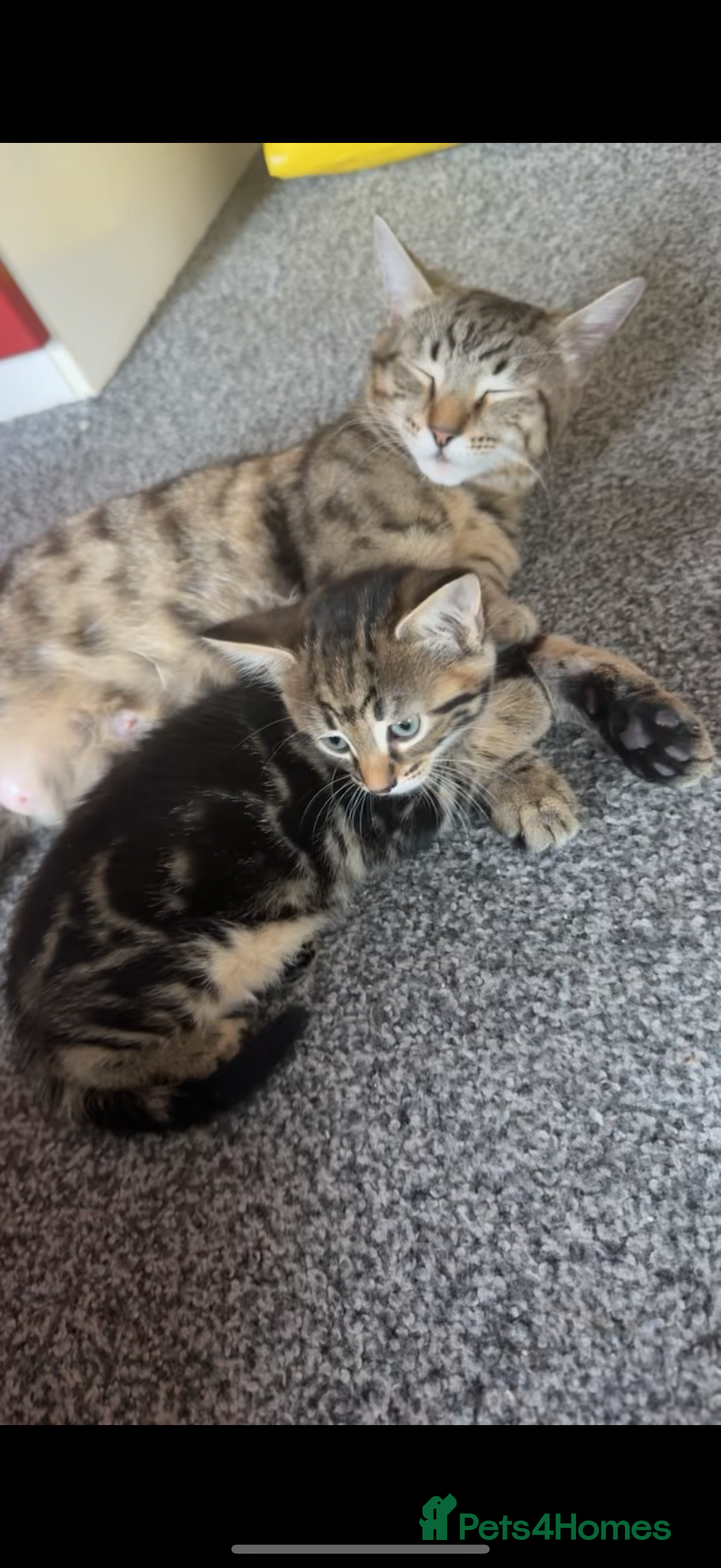Domestic Shorthair cats for sale: 4 beautiful kittens, £100 each!! - Image 2