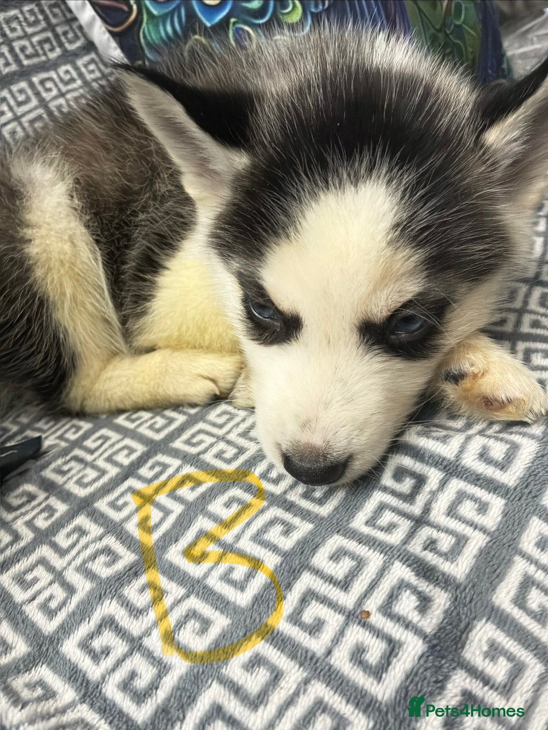 Siberian Husky dogs for sale: Pure Siberian huskies  - Advert 2