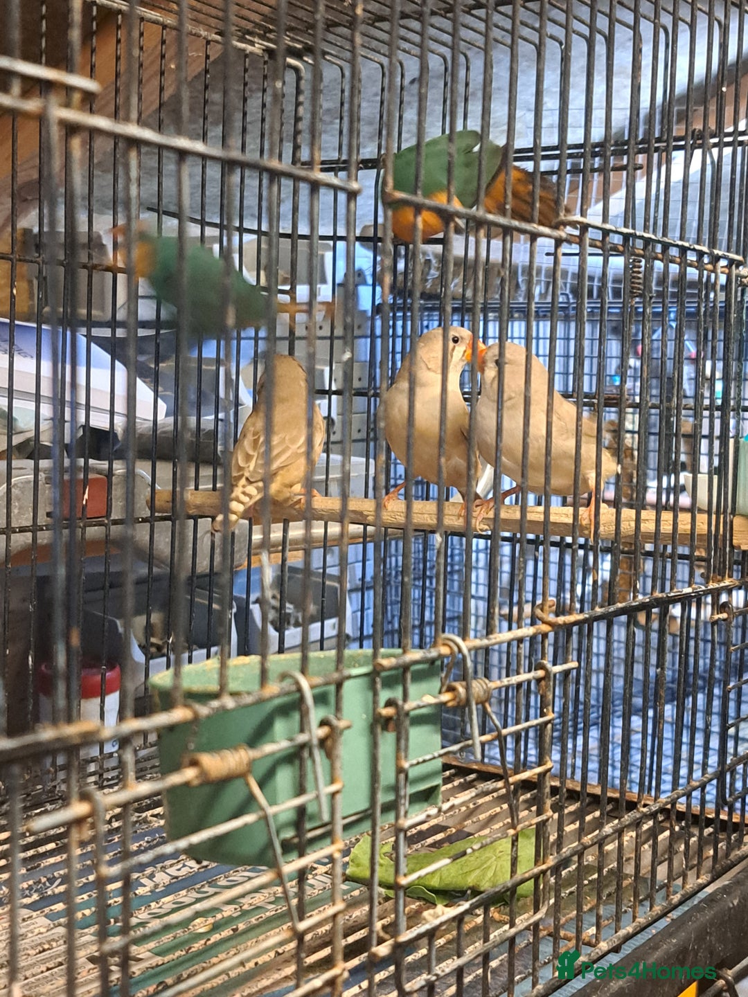 Finches birds for sale: X2 seagreen parrot finch and x3 hen zebras  - Image 3