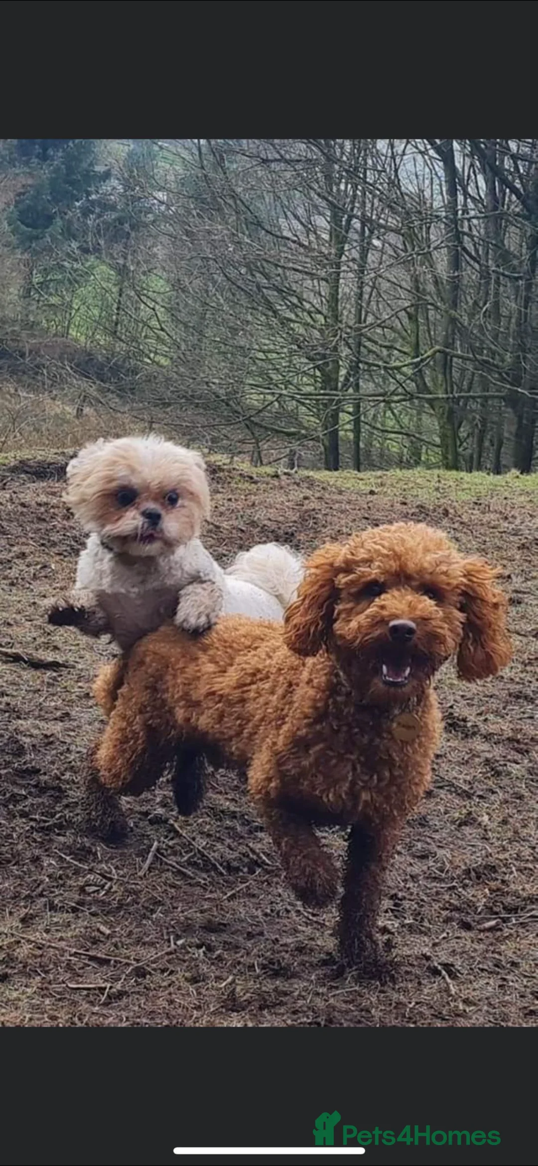 Shihpoo dogs for sale: Shihpoo f1 puppies  🩷🩷 - Advert 12