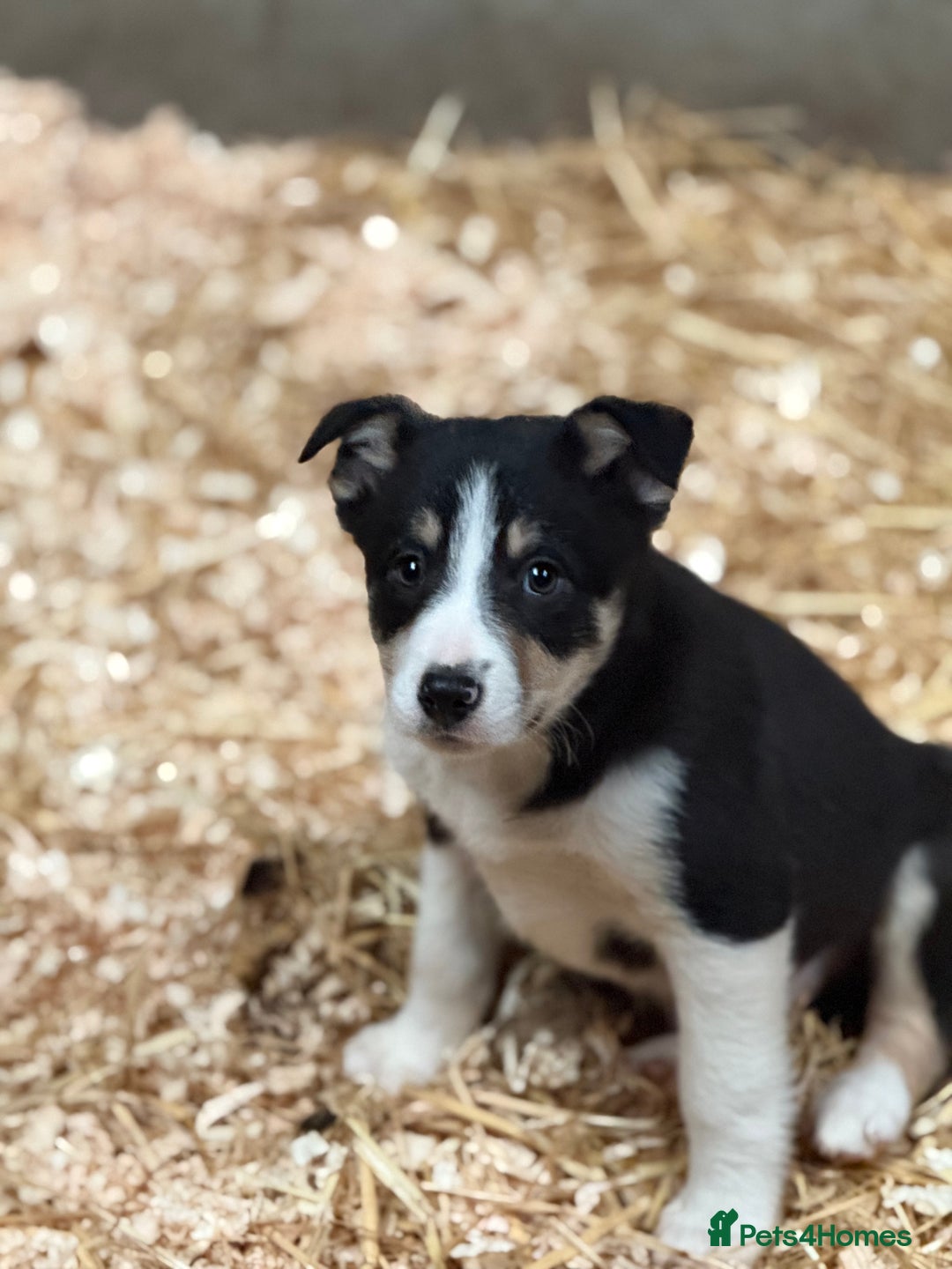 Border Collie dogs for sale: 7 border collie puppies 🐾 - Advert 4