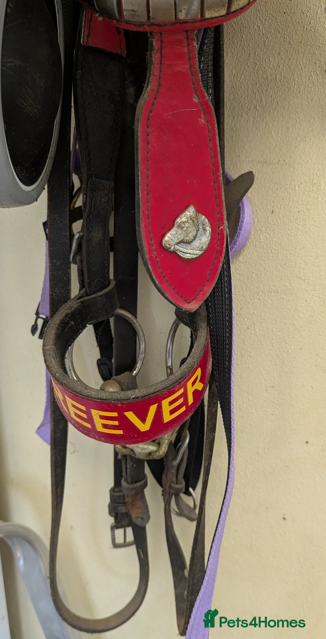 Donkey livestock for sale: Donkey Gelding  in Wisbech - Advert 4