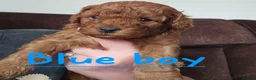 Cockapoo dogs for sale: 🐶 Lovable Teddy Bear red Toy Cockapoo Puppies 🐶  - Advert 9