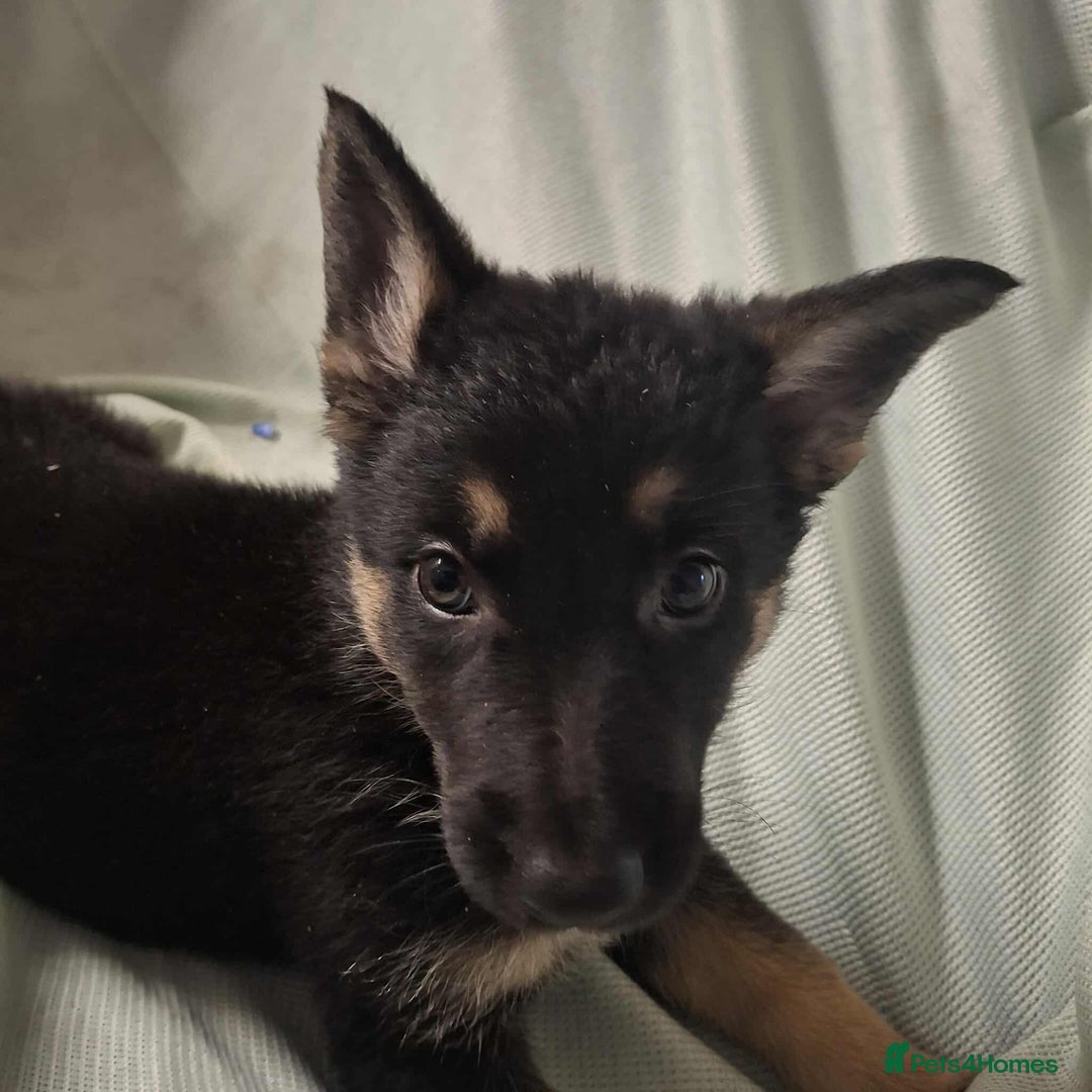German Shepherd dogs for sale: *Ready Now* Pure Bred German Shepherd Pups - Image 16