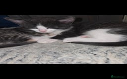 European cats for sale: Kittens ready now  - Image 7