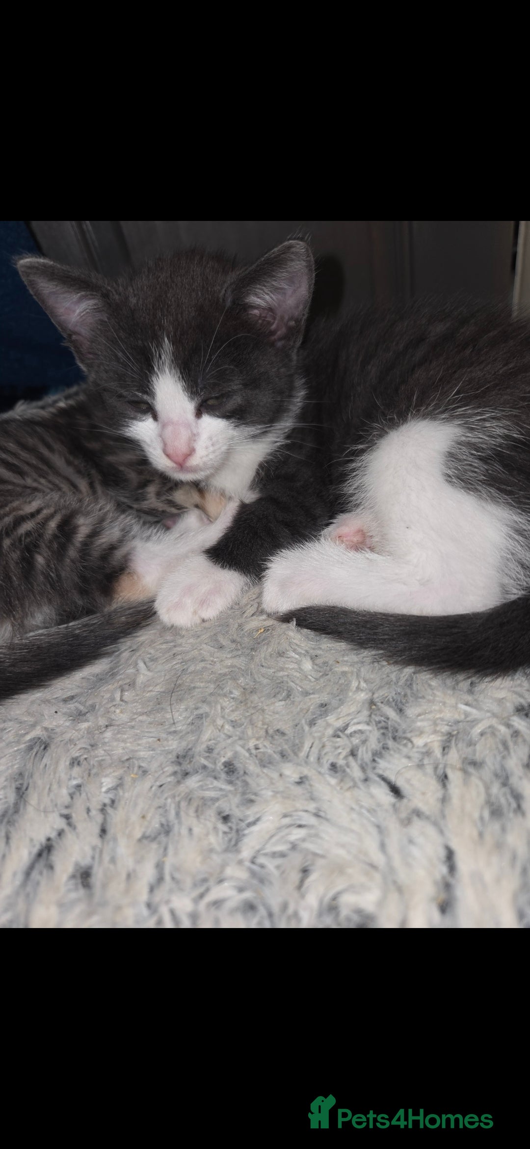 European cats for sale: Kittens ready now  - Image 7