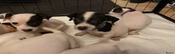 Jack Russell dogs for sale: Jack Russell puppies  in Epsom - Advert 6