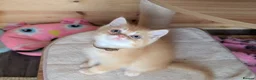 Scottish Fold cats for sale: ⭐ Ready Now Scottish straight kittens  ⭐ - Advert 19