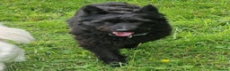 Mixed Breed dogs for adoption: Lovely Snaci looking for his home in Salisbury - Advert 10