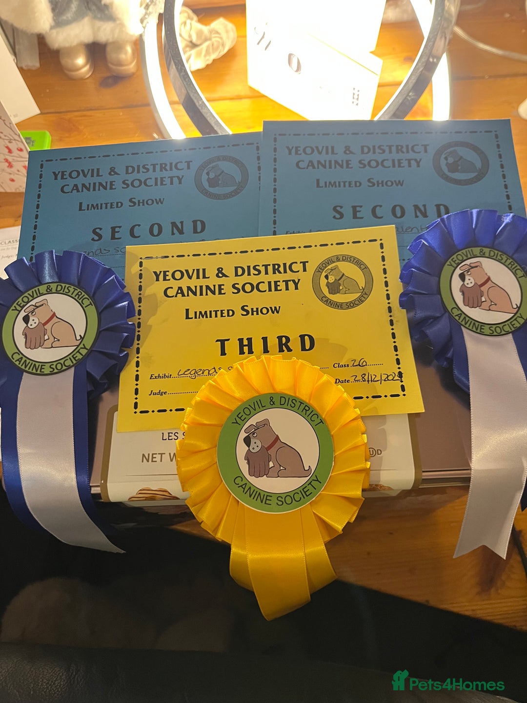 Staffordshire Bull Terrier dogs for stud:  stud carrying blue pedigree full of champions  - Advert 10