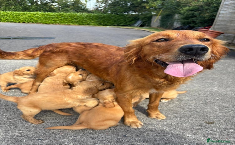 Golden Retriever dogs - Advert 4