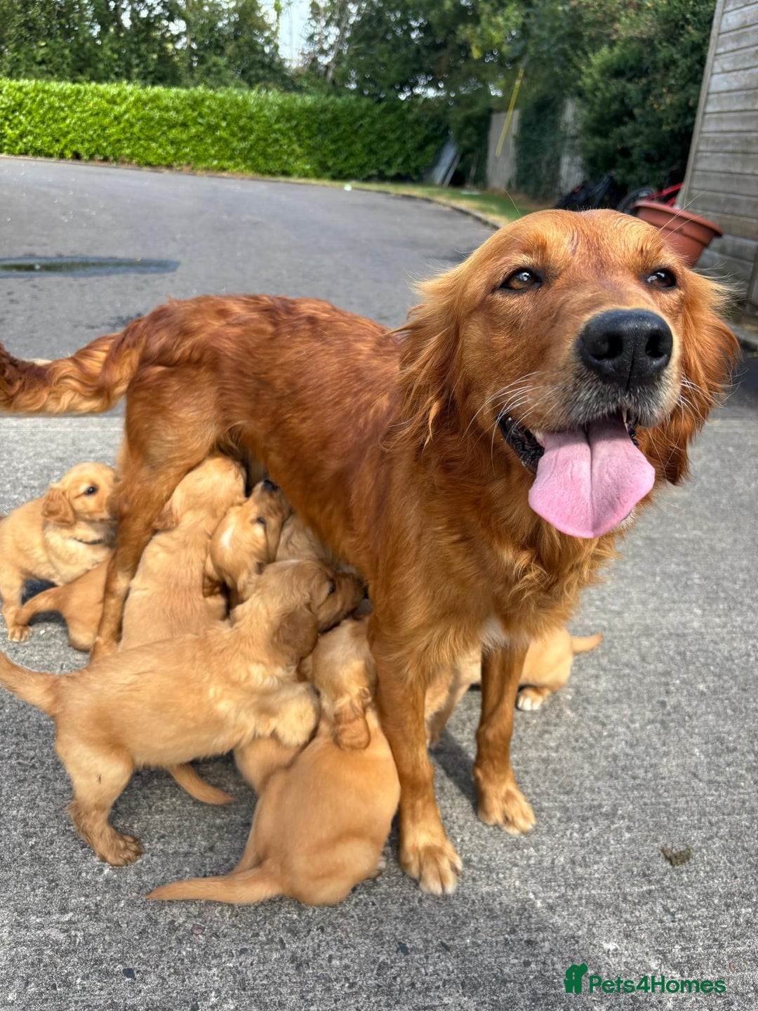 Golden Retriever dogs for sale: Golden Retriever Puppies - Image 1