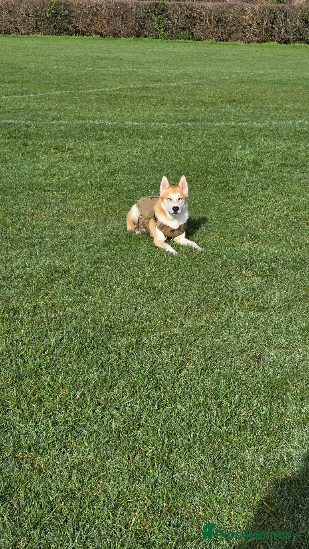 Mixed Breed dogs for sale: 18month ginger husky/collie boy - Advert 2