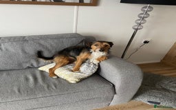 Mixed Breed dogs for sale: Affectionate Lady - Image 5