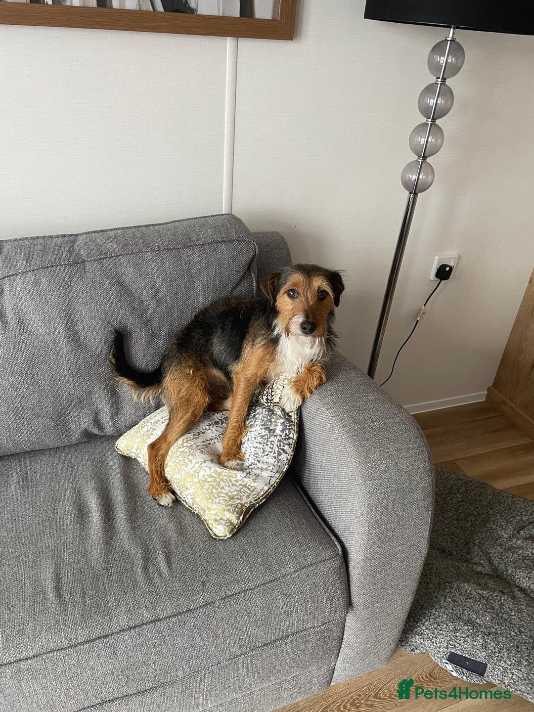 Mixed Breed dogs for sale: Affectionate Lady - Image 5