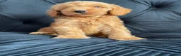 Cockapoo dogs for sale: Cockerpoo Puppies  - Advert 7