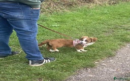 Mixed Breed dogs for adoption: Ornella  - Image 8