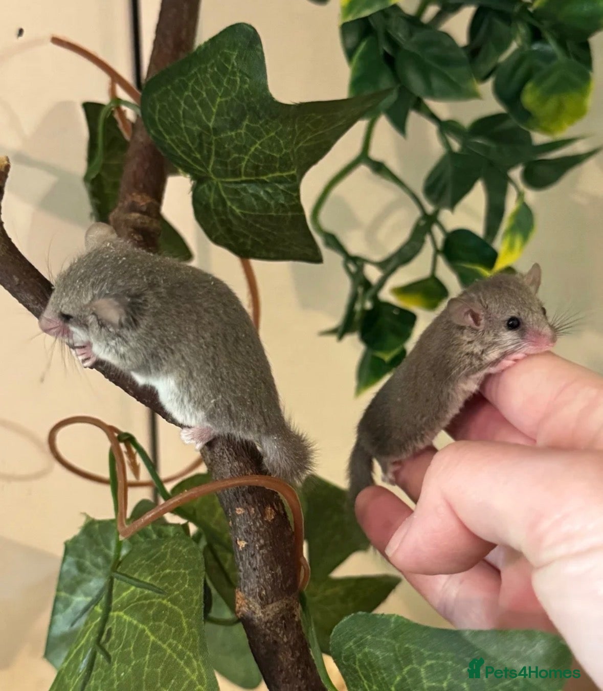 Mixed Breed rodents for sale: African Pygmy Doormice for sale  - Advert 1