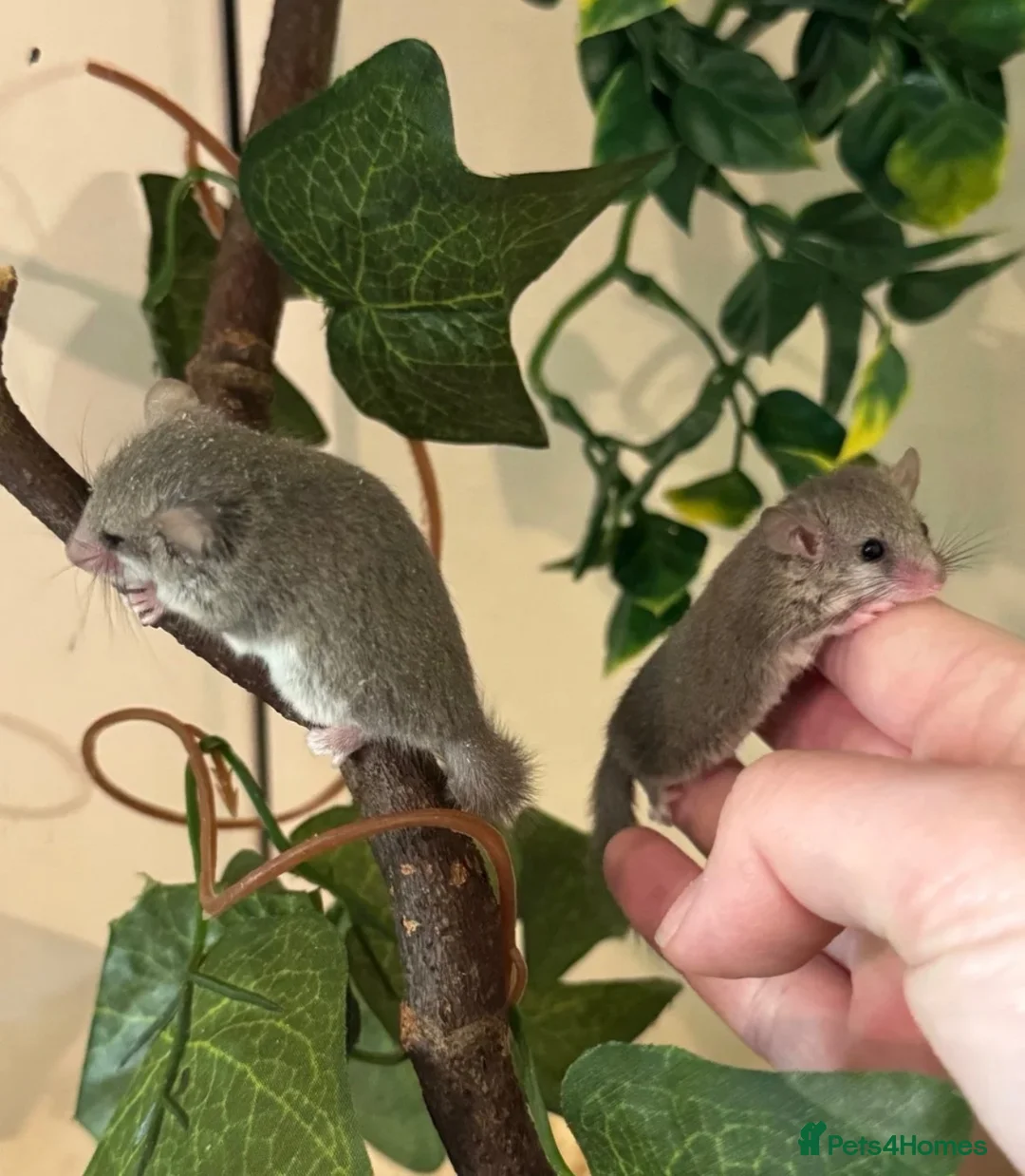 Mixed Breed rodents for sale: African Pygmy Doormice for sale  in Oldham - Advert 1