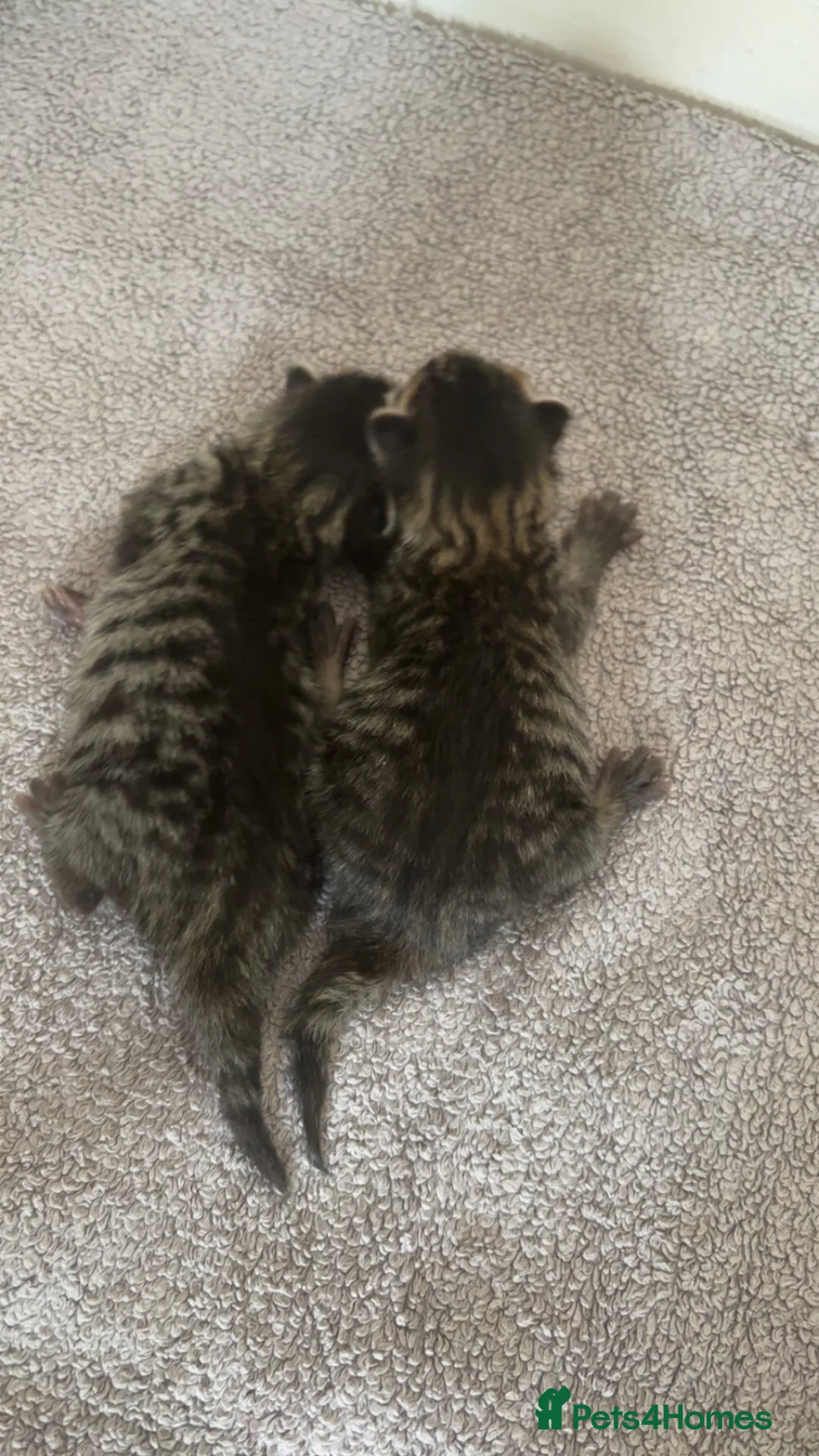British Shorthair cats for sale: 2 beautiful tabby kittens ❤️ - Advert 4