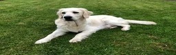 Golden Retriever dogs for sale: Beautiful  pedigree Golden Retreiver puppies in Leyland - Advert 13