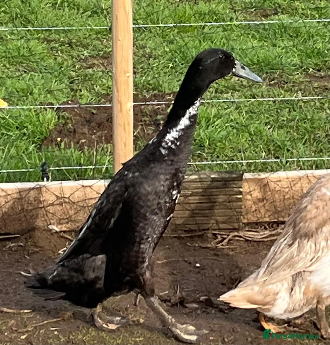 Ducks poultry for sale: Indian running ducks, drakes - Advert 1