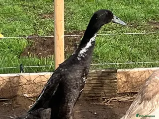 Ducks poultry Indian running ducks, drakes - Advert 2