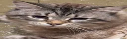 Mixed Breed cats for sale: x1 Adult Male Indoor Only Cat for Rehoming - Advert 8