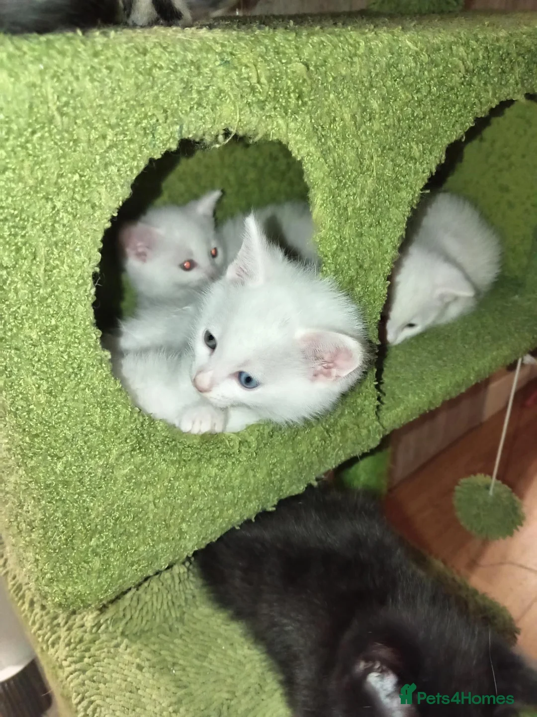 Mixed Breed cats for sale: Beautiful All White, all black & tabby kittens - Advert 2