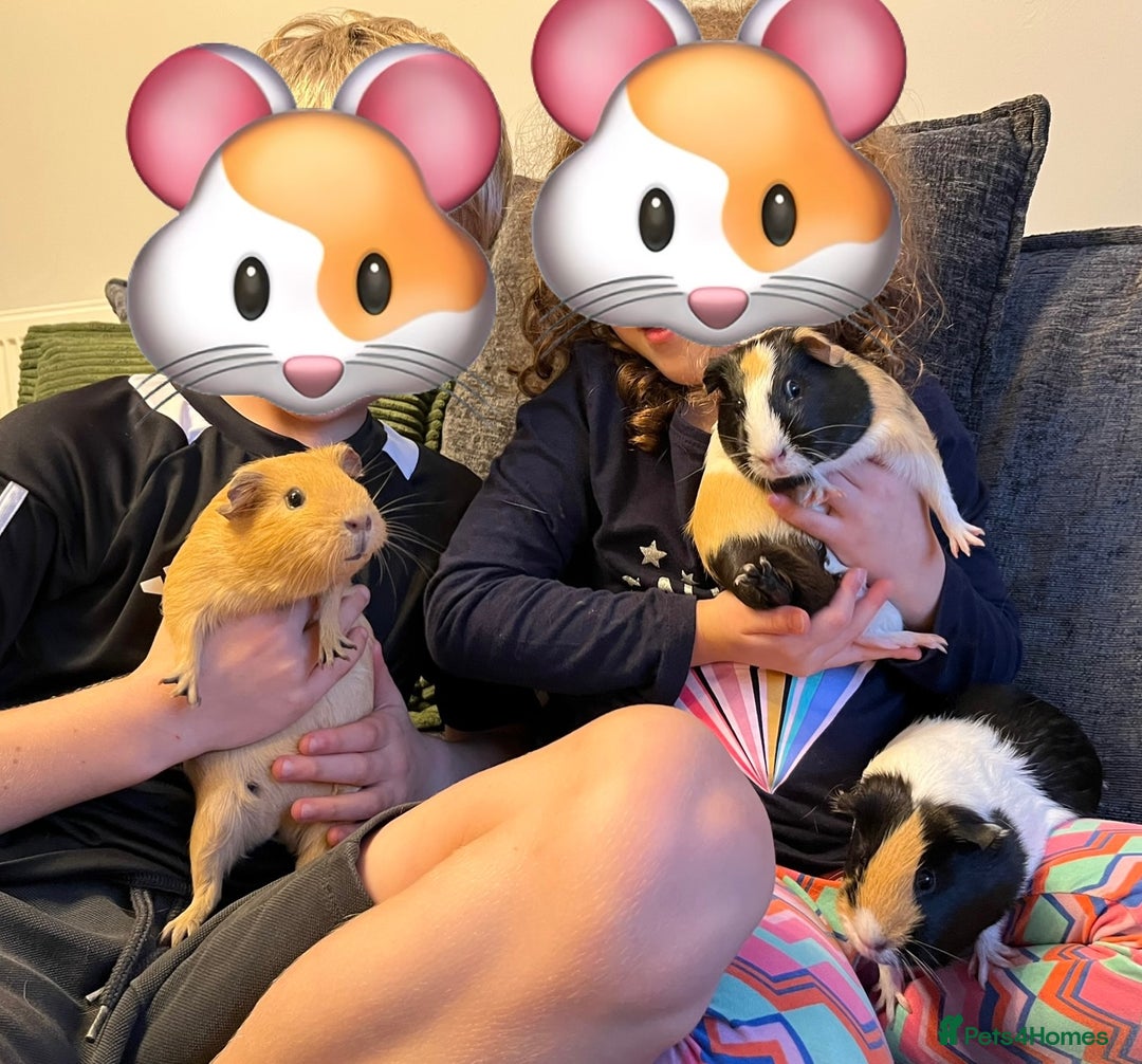 Guinea Pig rodents for sale: Three female guinea pigs  - Image 4