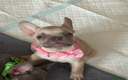 French Bulldog dogs for sale: Last 3 pups available !!Kc French bulldog puppy’s  - Image 25