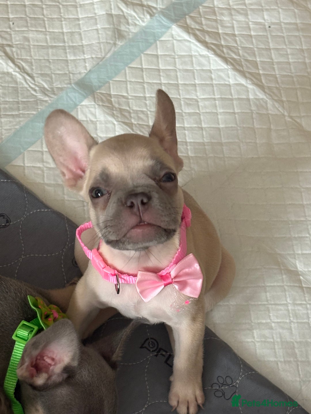 French Bulldog dogs for sale: Last 3 pups available !!Kc French bulldog puppy’s  - Image 25