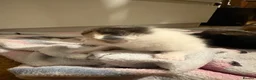 Domestic Shorthair cats for sale: Kittens for sale  - Advert 24