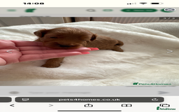 Cavapoo dogs for sale: Beautiful TOY Cavapoo puppies  - Image 7