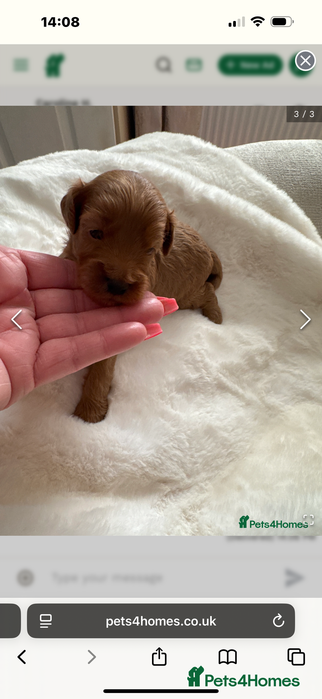 Cavapoo dogs for sale: Beautiful TOY Cavapoo puppies  - Image 7