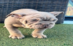 English Bulldog dogs for sale: Stunning English bulldog puppies  - Advert 9