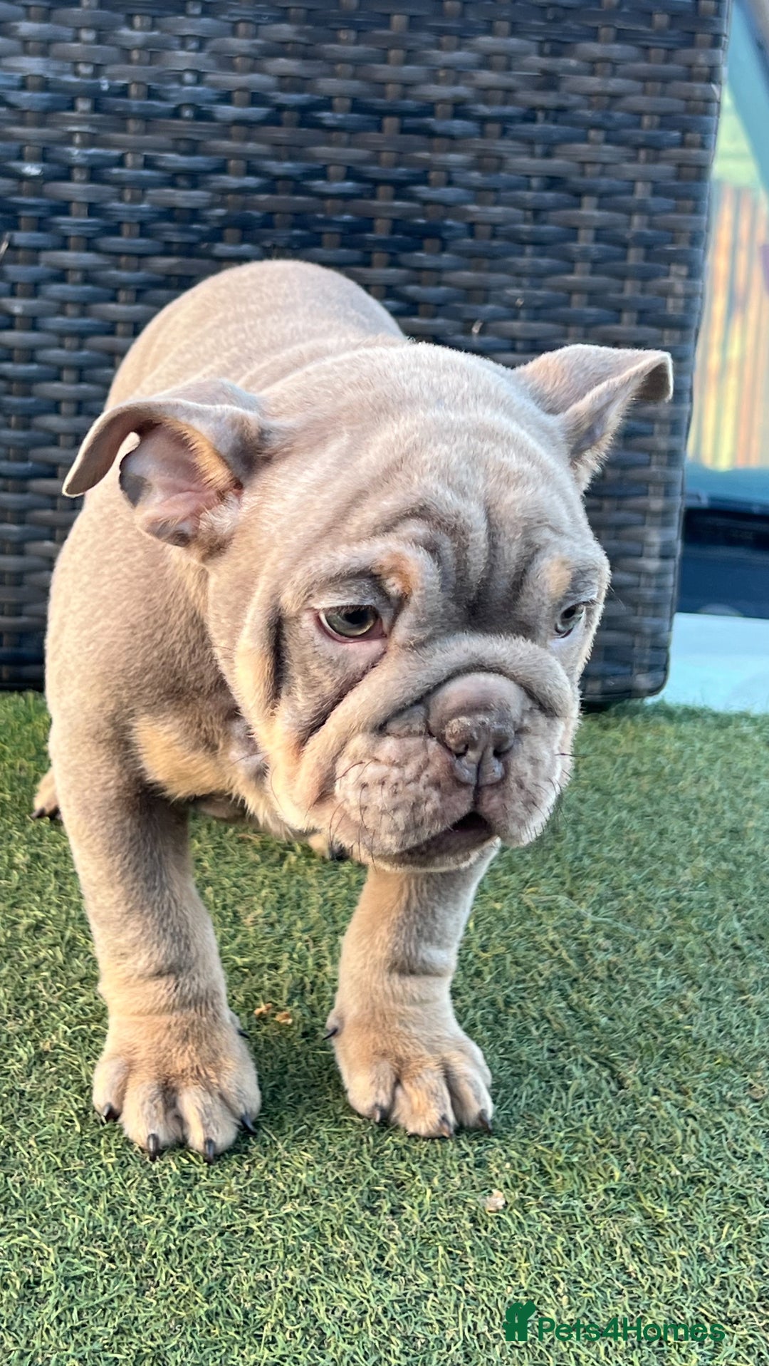English Bulldog dogs for sale: Stunning English bulldog puppies  - Advert 9