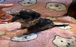 Toy Poodle dogs for sale: Exquisite Toy Poodle pups - Health tested parents - Image 15