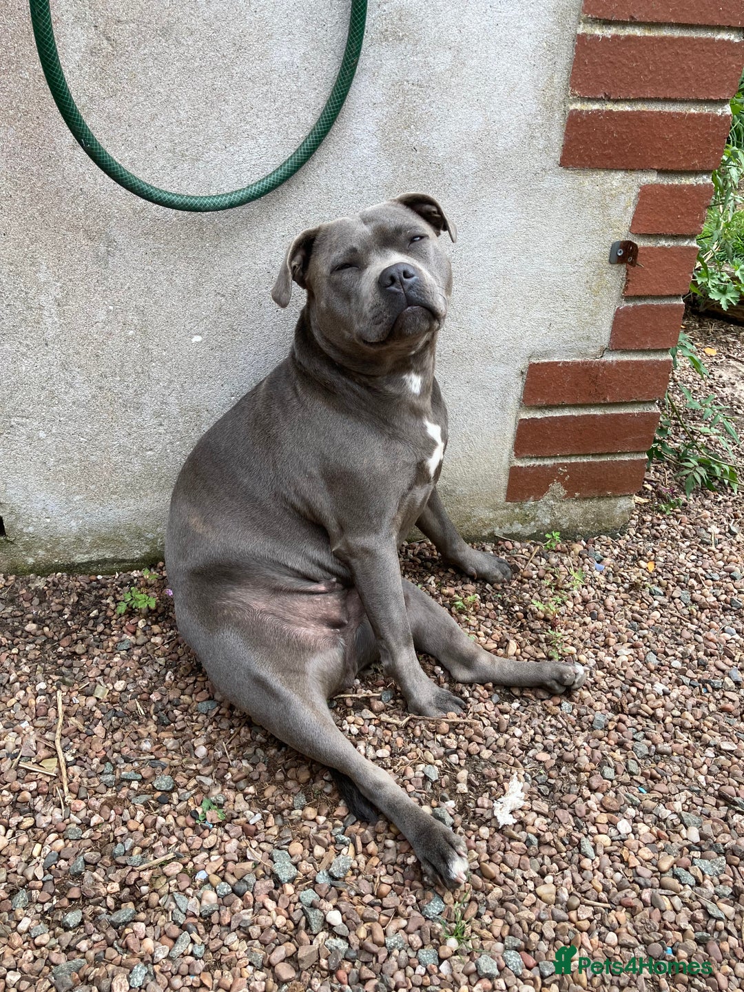 Staffordshire Bull Terrier dogs for sale: Pedigree Blue Staffordshire pups - Advert 2