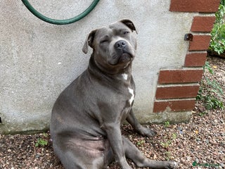 Staffordshire Bull Terrier dogs Pedigree Blue Staffordshire pups - Advert 2