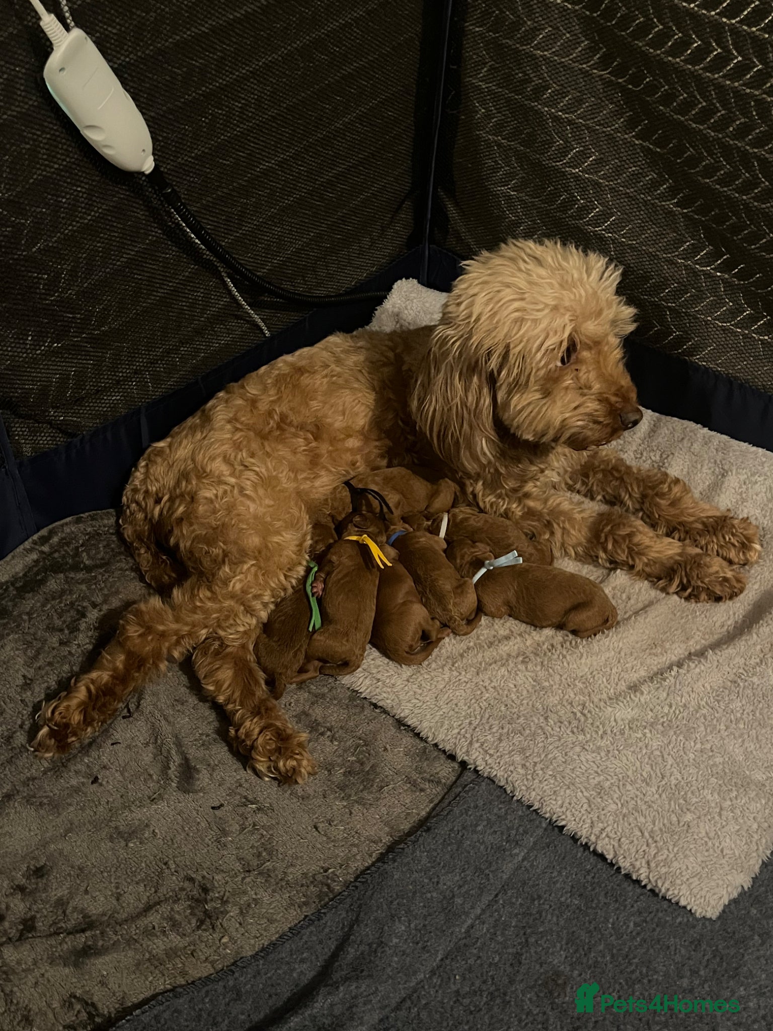 Cavapoo dogs Beautiful Cavapoo’s from my baby Amber 🩵🩷 - Advert 2
