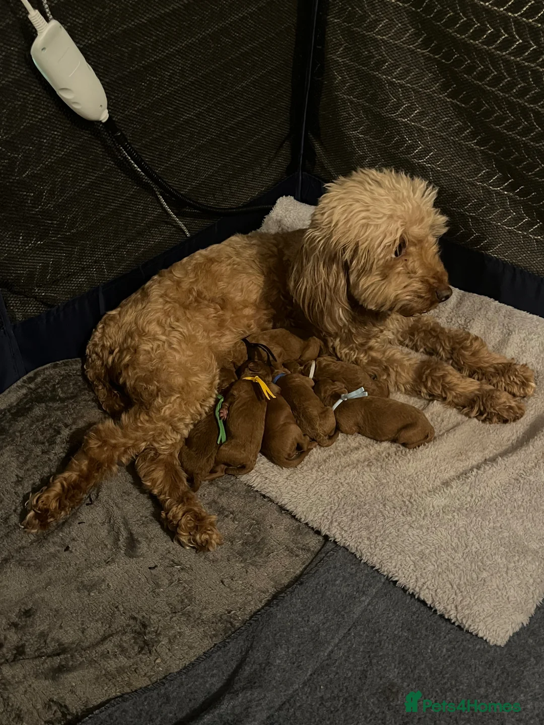 Cavapoo dogs for sale: Beautiful Cavapoo’s from my baby Amber 🩵🩷 - Advert 2