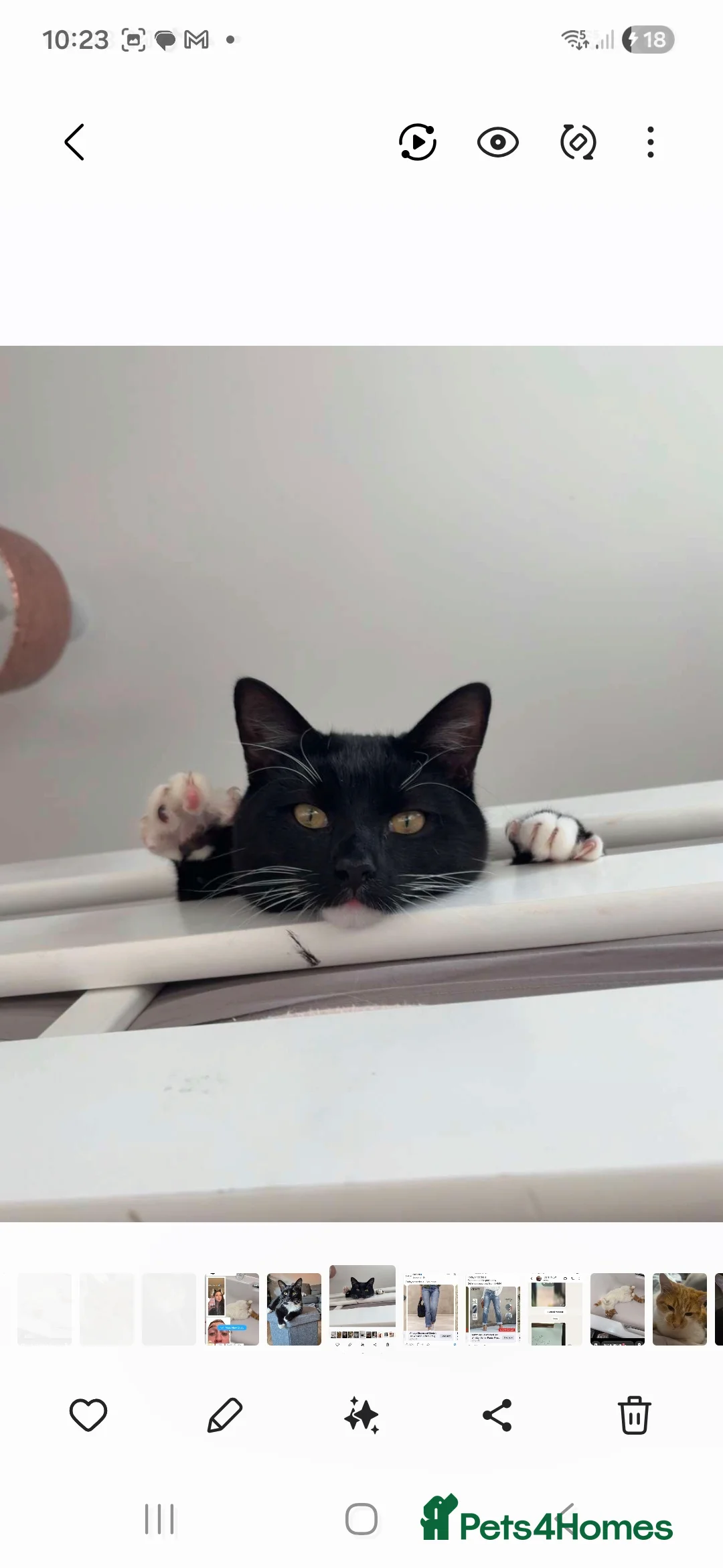 Mixed Breed cats for sale: Jasper neutered male tuxedo 16 month old.  - Advert 2