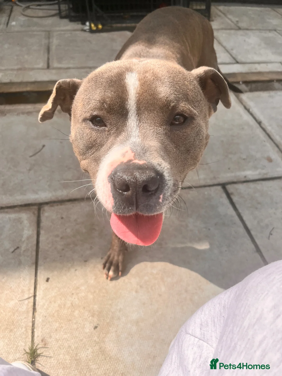 Staffordshire Bull Terrier dogs for sale: Darla  in Skelmersdale - Advert 2