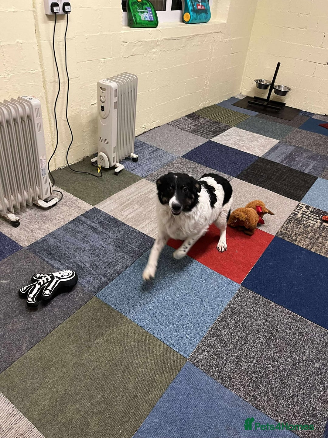 Mixed Breed dogs for adoption: TILLY - Advert 7